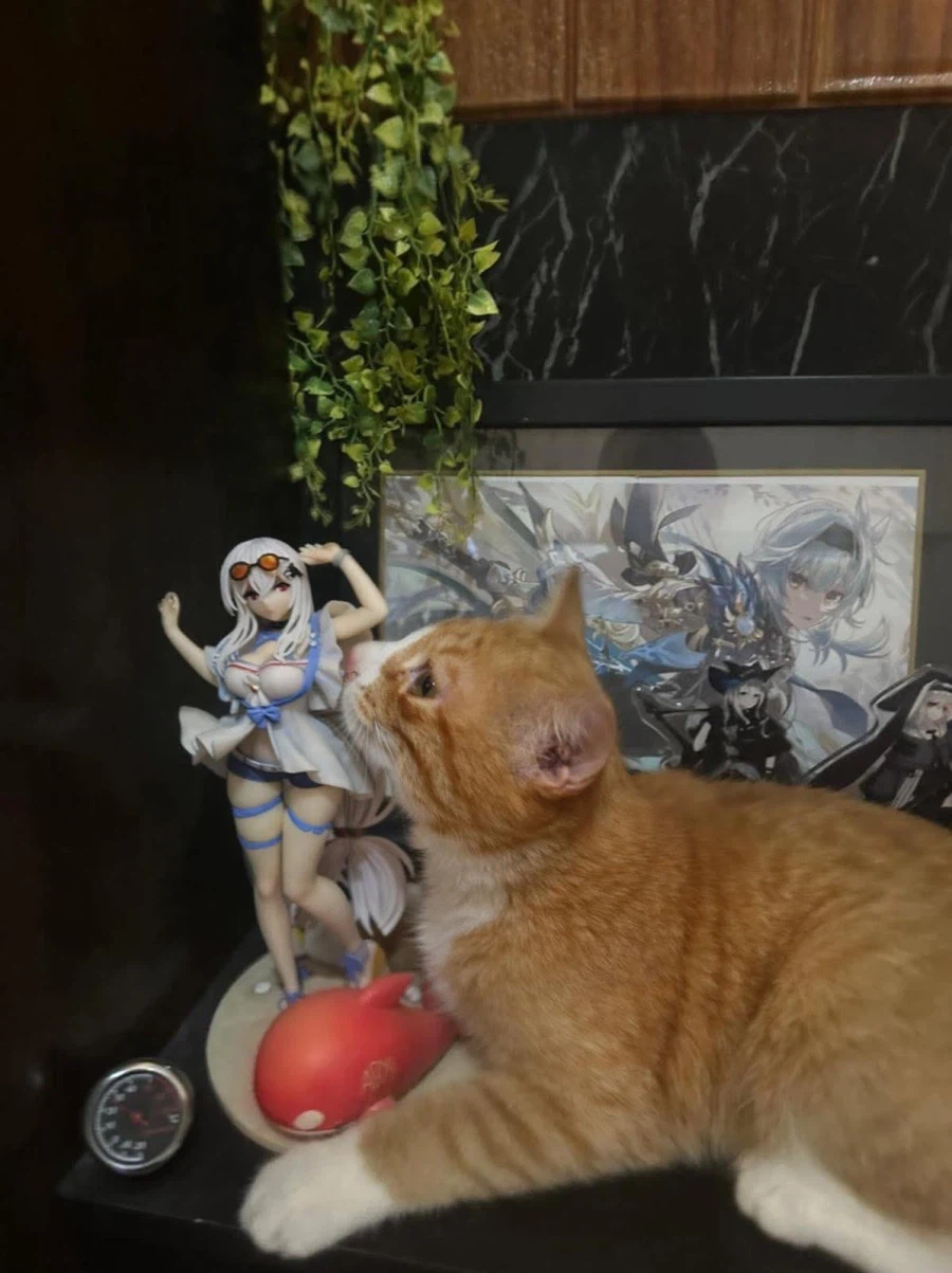 생선 냄새를 맡은 고양이.jpg_1.webp