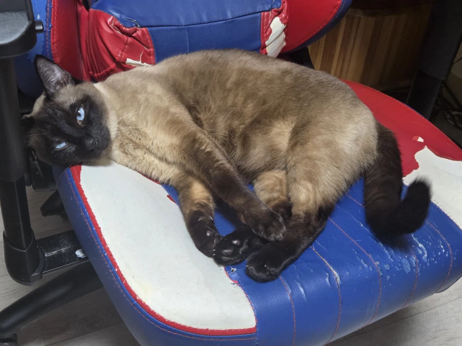 우리집 고양이가 이쁘고 귀여워서 자랑타임!!!_1.webp