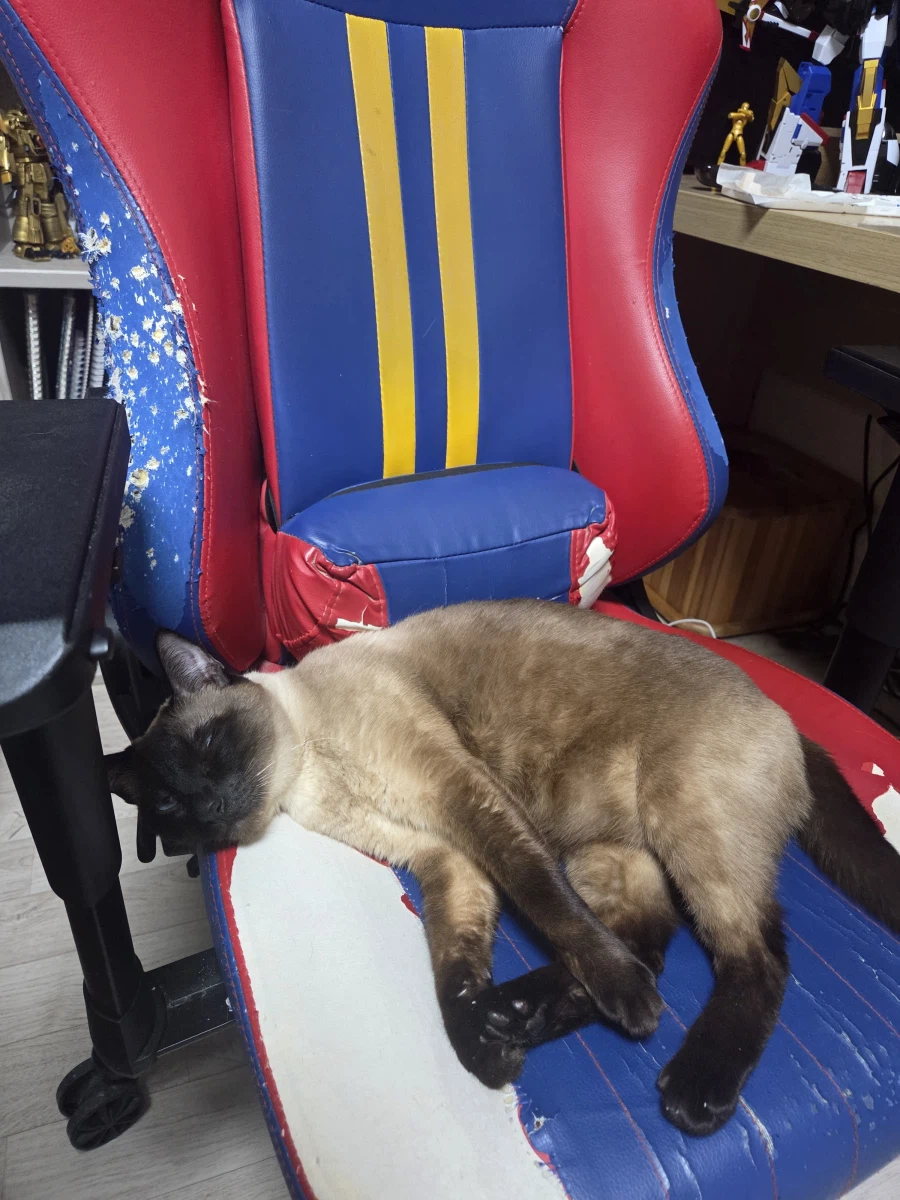 우리집 고양이가 이쁘고 귀여워서 자랑타임!!!_4.webp