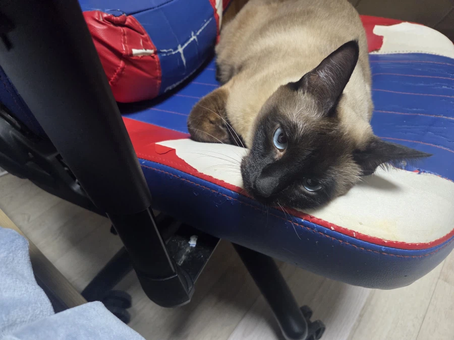 우리집 고양이가 이쁘고 귀여워서 자랑타임!!!_10.webp