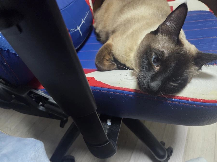 우리집 고양이가 이쁘고 귀여워서 자랑타임!!!_11.webp