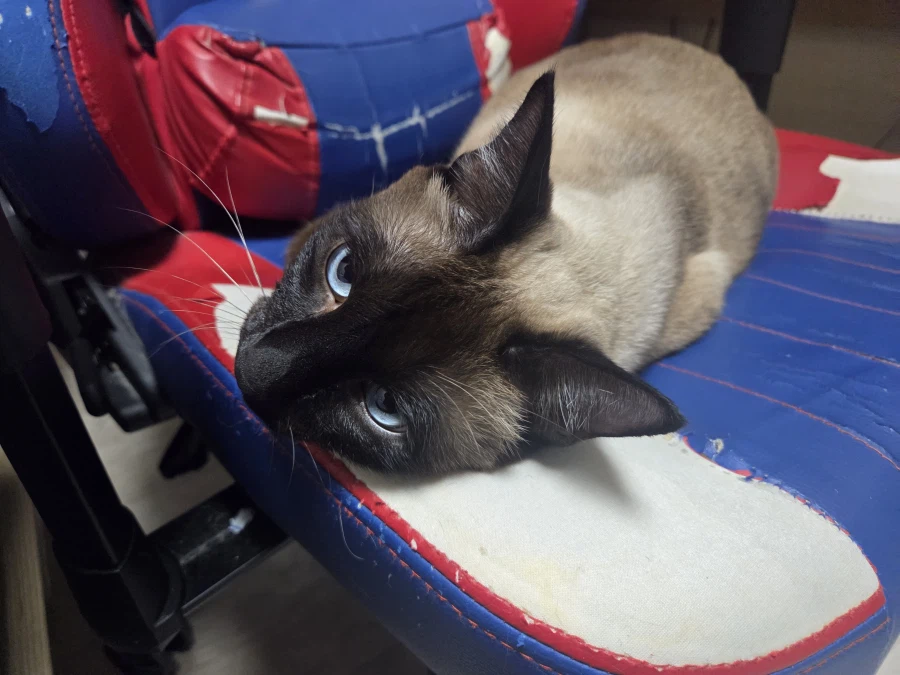 우리집 고양이가 이쁘고 귀여워서 자랑타임!!!_9.webp