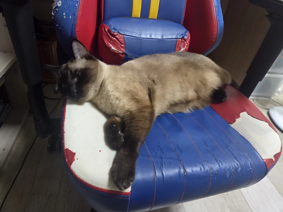 우리집 고양이가 이쁘고 귀여워서 자랑타임!!!_12.webp