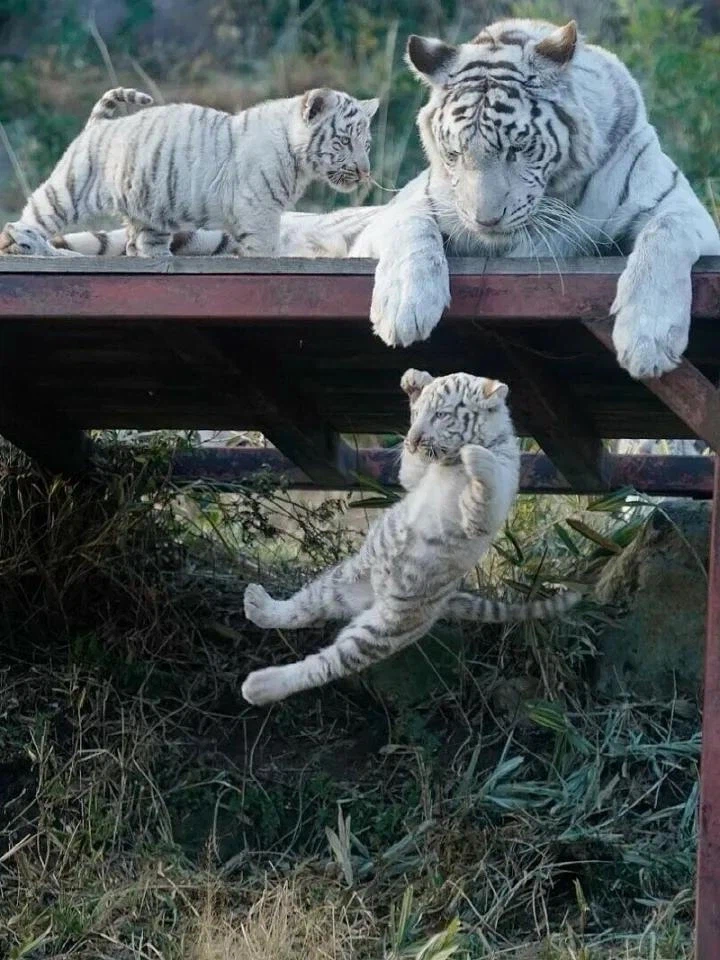 엄마 꼬리를 문 애기 백호의 최후_3.webp