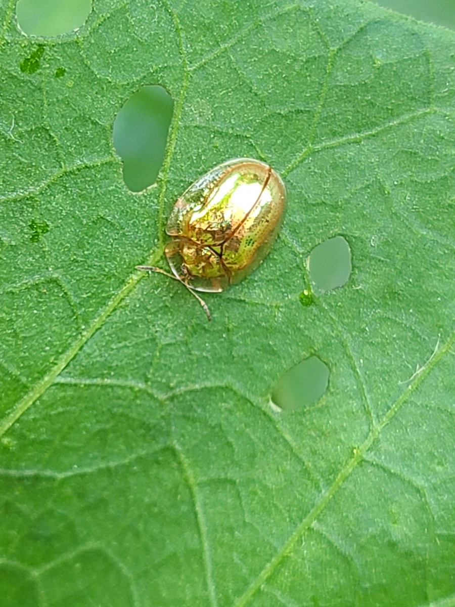 경제학에 진짜로 있는 ~충 단어.jpg_2.webp