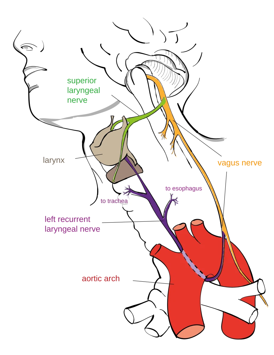 선정리 끝내주는 인체의 신비_1.webp