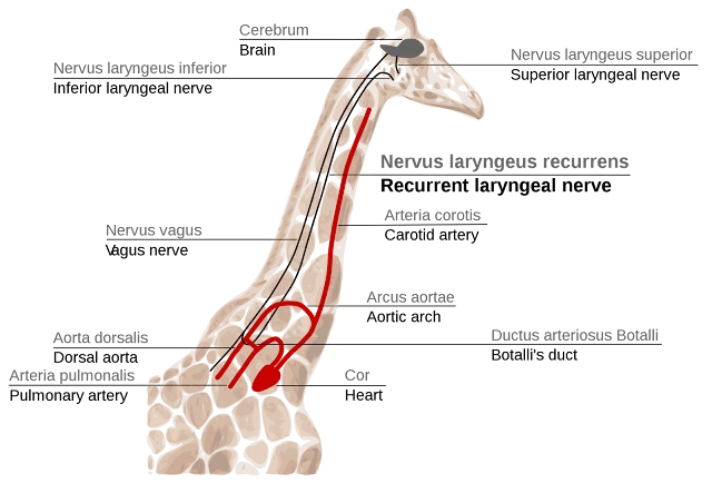 선정리 끝내주는 인체의 신비_2.webp