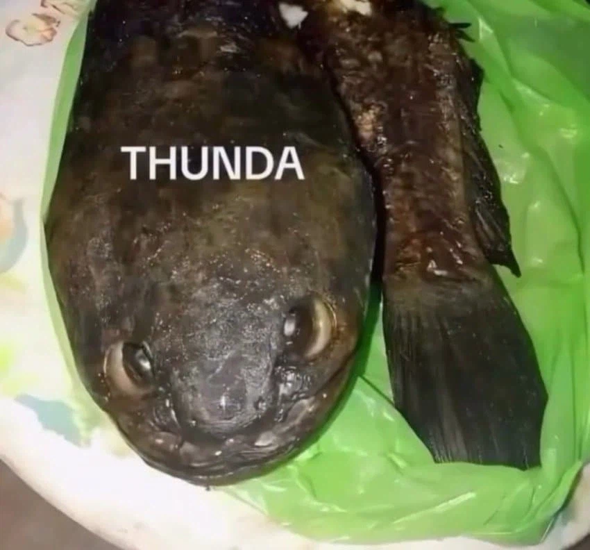 요리가 된 투슬리스_1.webp