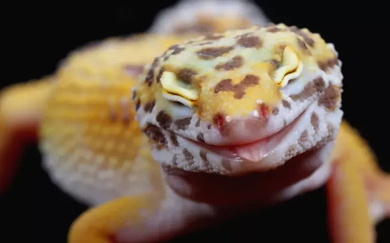 도마뱀도 귀엽다_1.webp