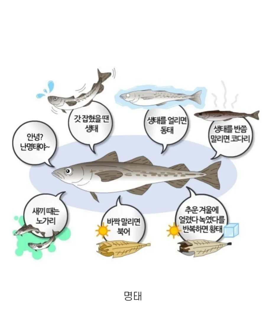 한국에도 이브이 같은 존재가 있다!_2.webp