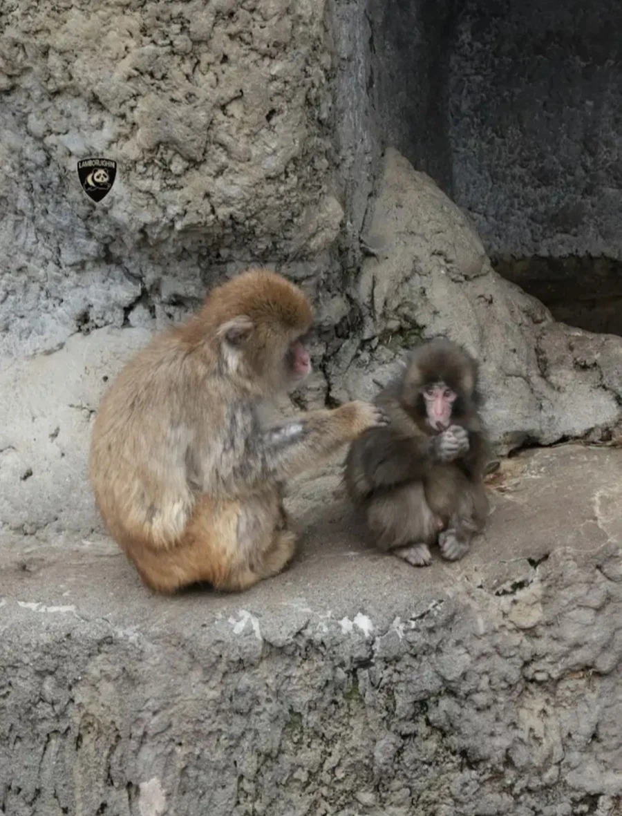 원숭이 무리에 적응 중인 펀치_1.webp