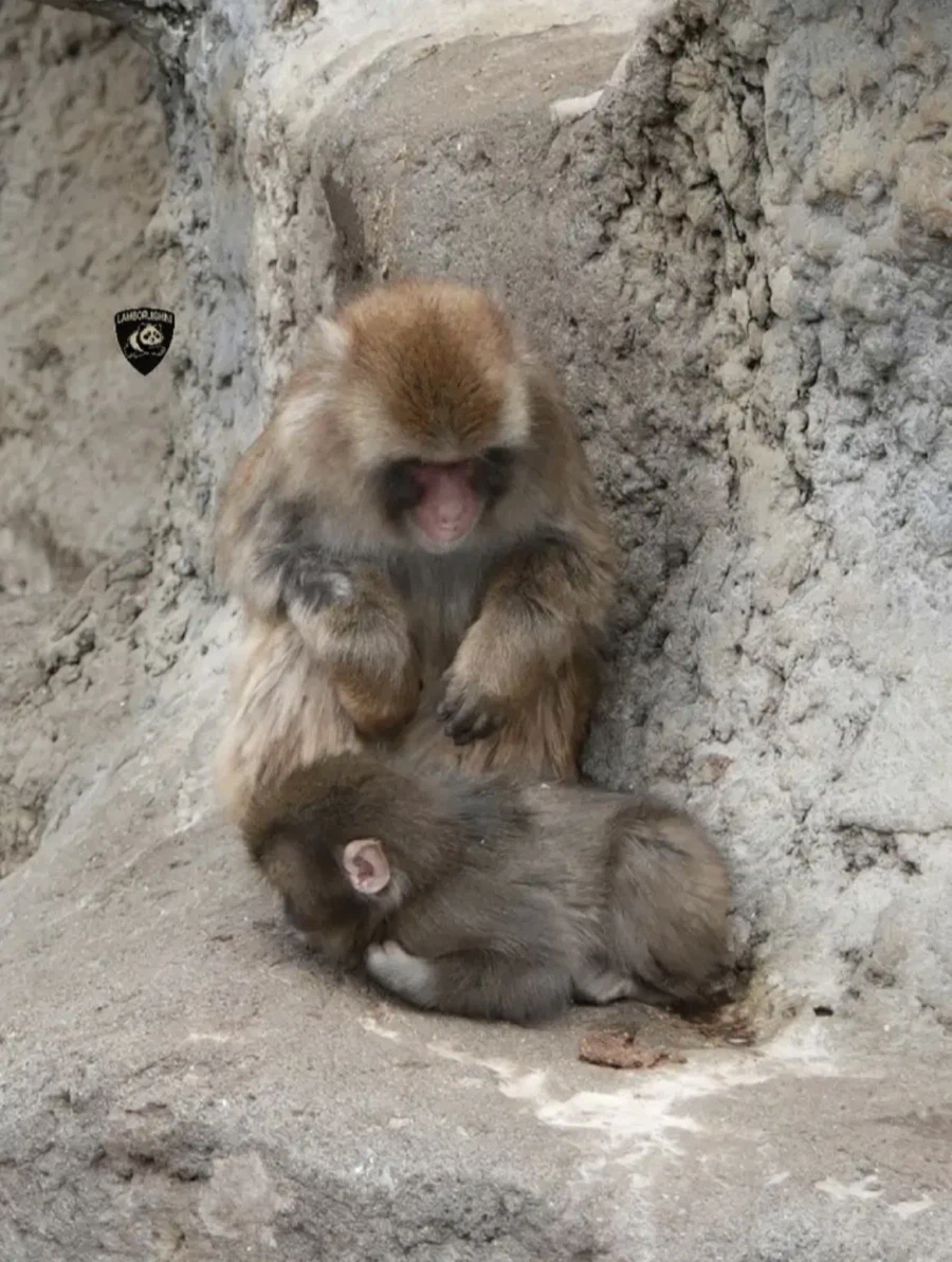 원숭이 무리에 적응 중인 펀치_2.webp