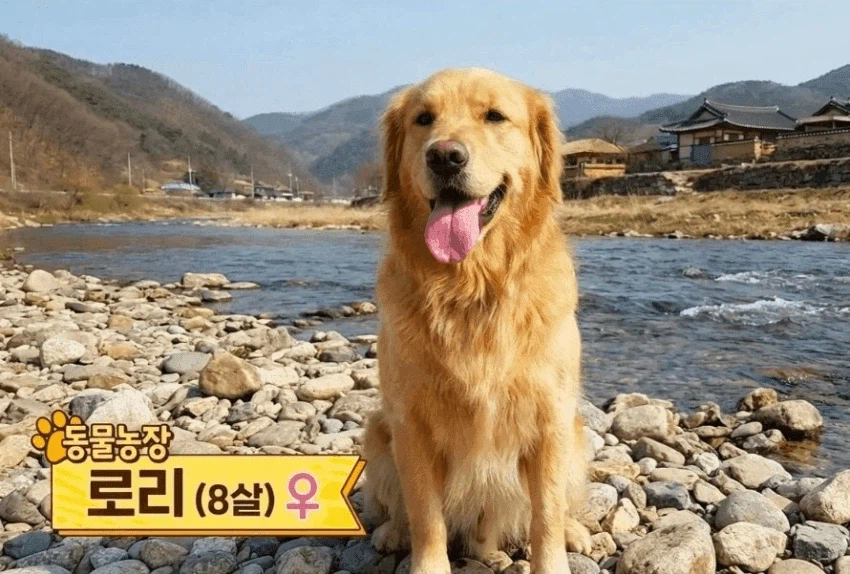 8살 암컷 로리는 귀엽다_1.webp