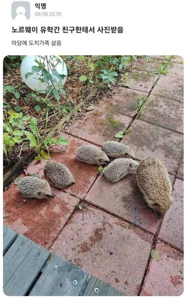 노르웨이 가면 볼 수 있는 것_1.webp