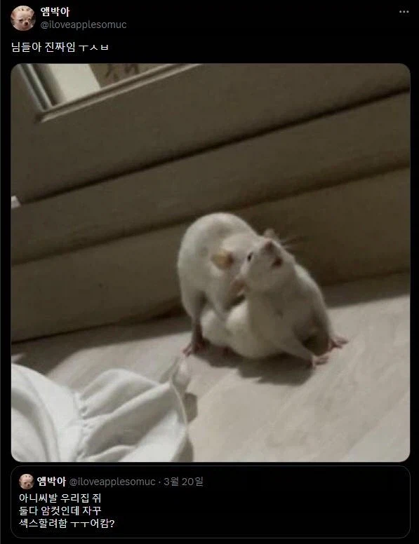 레쥐비언 짤_1.webp