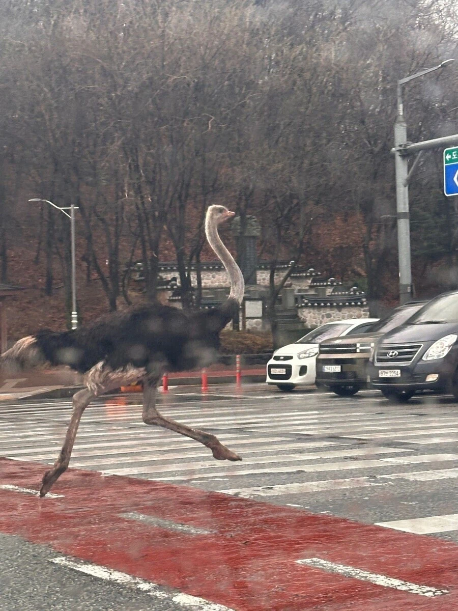 도로 위 타조라고 불리는것_1.webp