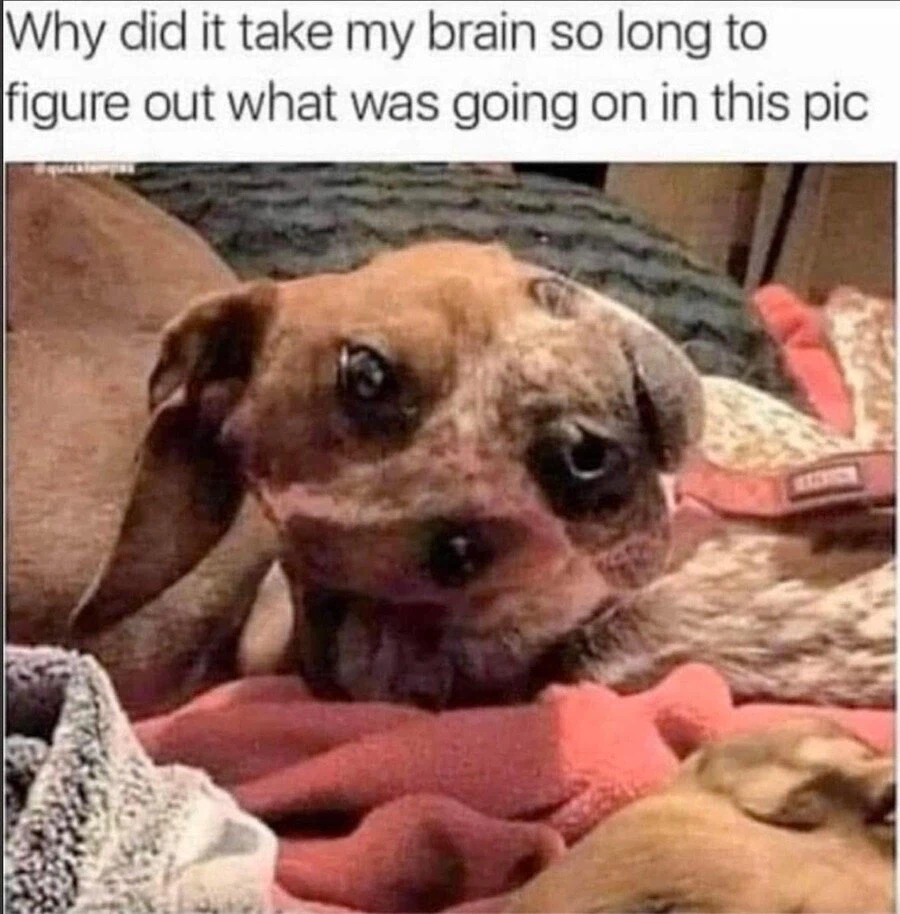 착시짤 레전드_1.webp