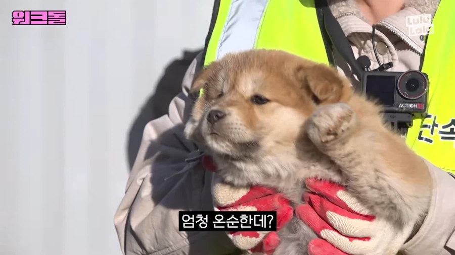 들개 잡으러 떠난 여자아이돌_9.webp