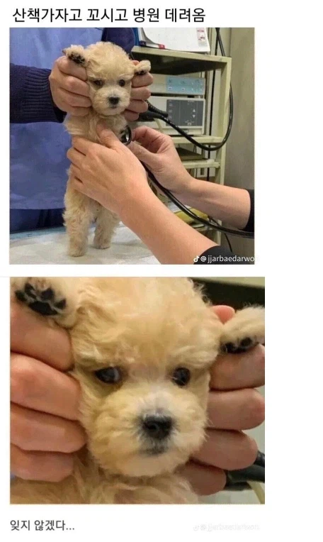 강아지 산책 가자고 꼬신후 데리고 온 곳_1.webp