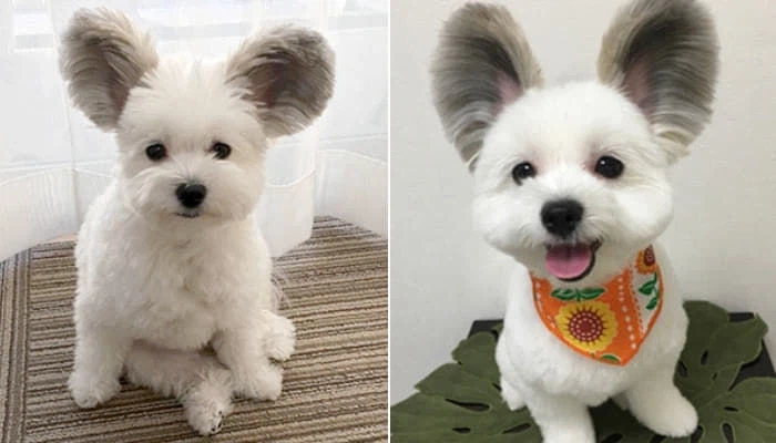 말티즈 진화(믹스견) 종류_2.webp