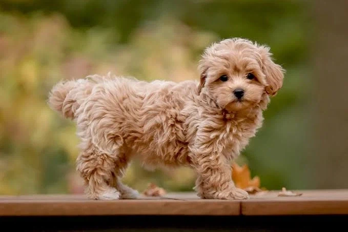 말티즈 진화(믹스견) 종류_3.webp