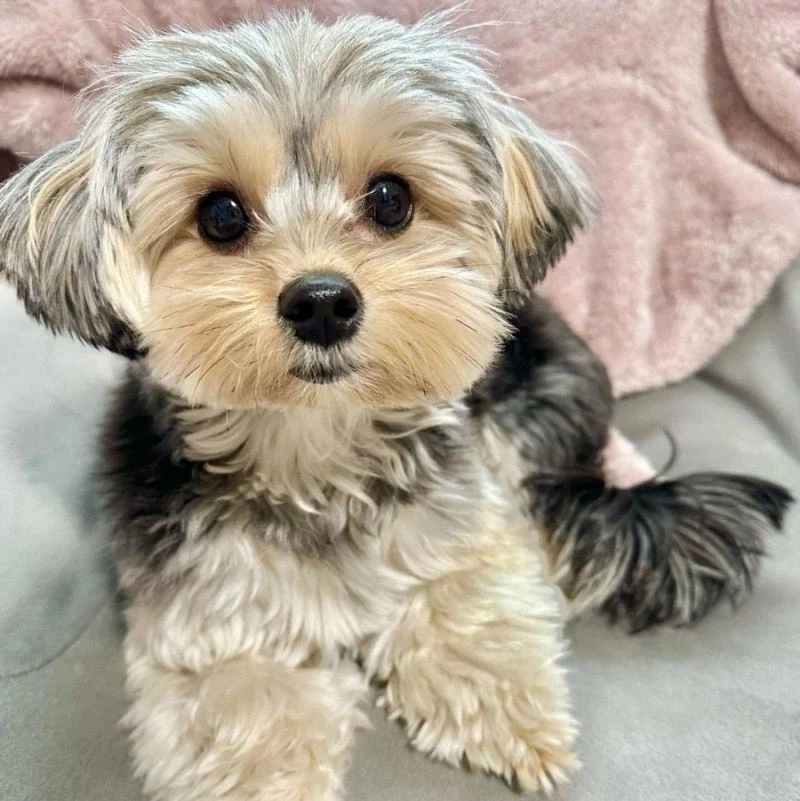 말티즈 진화(믹스견) 종류_4.webp