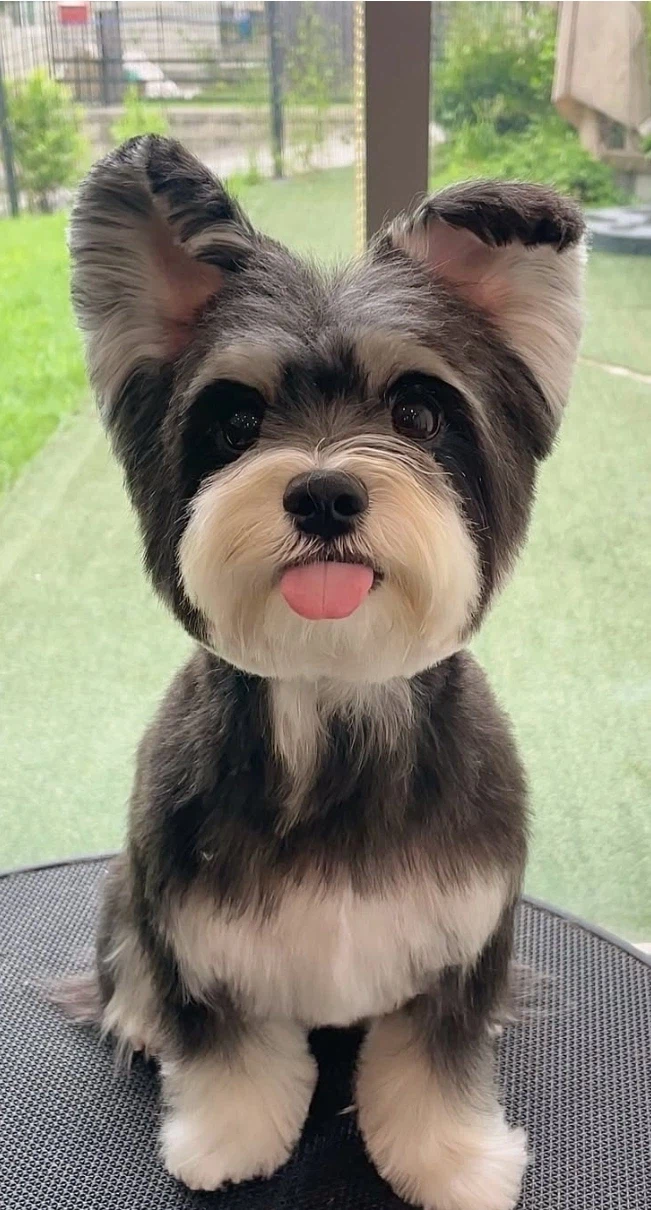 말티즈 진화(믹스견) 종류_5.webp