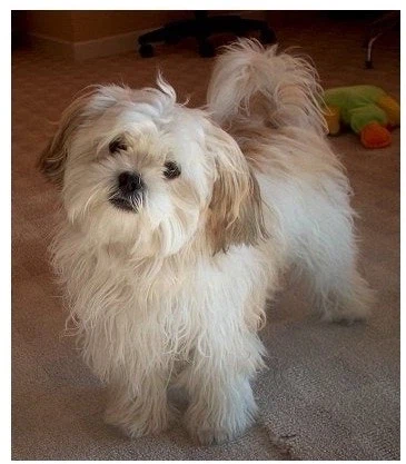 말티즈 진화(믹스견) 종류_6.webp