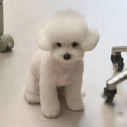 말티즈 진화(믹스견) 종류_7.webp