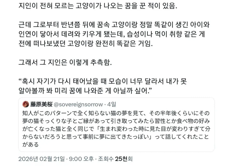 지인이 전혀 모르는 고양이가 나오는 꿈 꾼 적이 있음._1.webp
