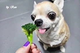 의외로 개들이 좋아하는 풀.jpf_1.webp