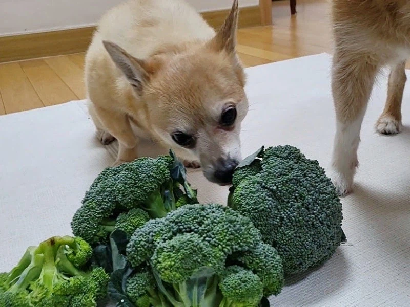 의외로 개들이 좋아하는 풀.jpf_2.webp