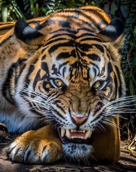 이 고양이를 밟아 죽이시면 10억을 드립니다_2.webp