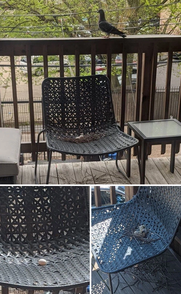 대충살자 비둘기처럼_2.webp