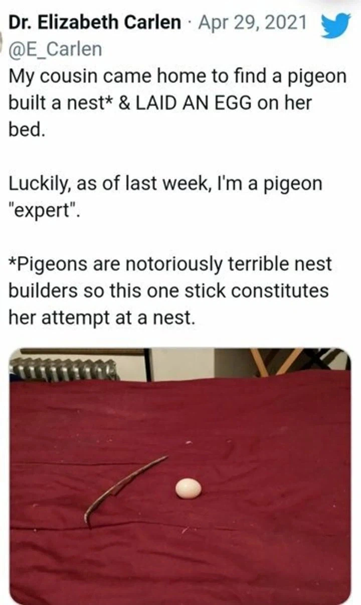 대충살자 비둘기처럼_6.webp