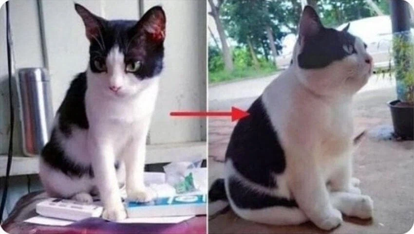 할머니집에 맡긴 고양이.jpg_1.webp