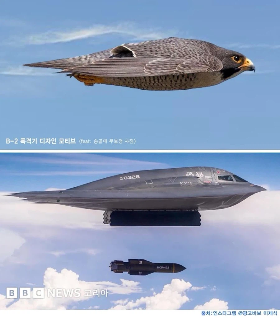 B-2 폭격기가 송골매보고 디자인한거구나..._1.webp