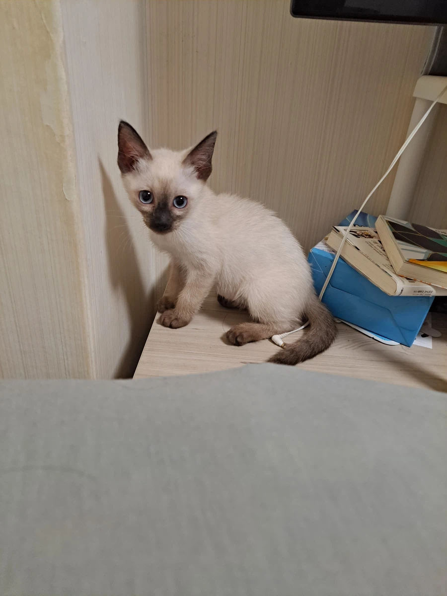 다들 아기 고양이 좋아하죠? 나는 좋아함_1.webp