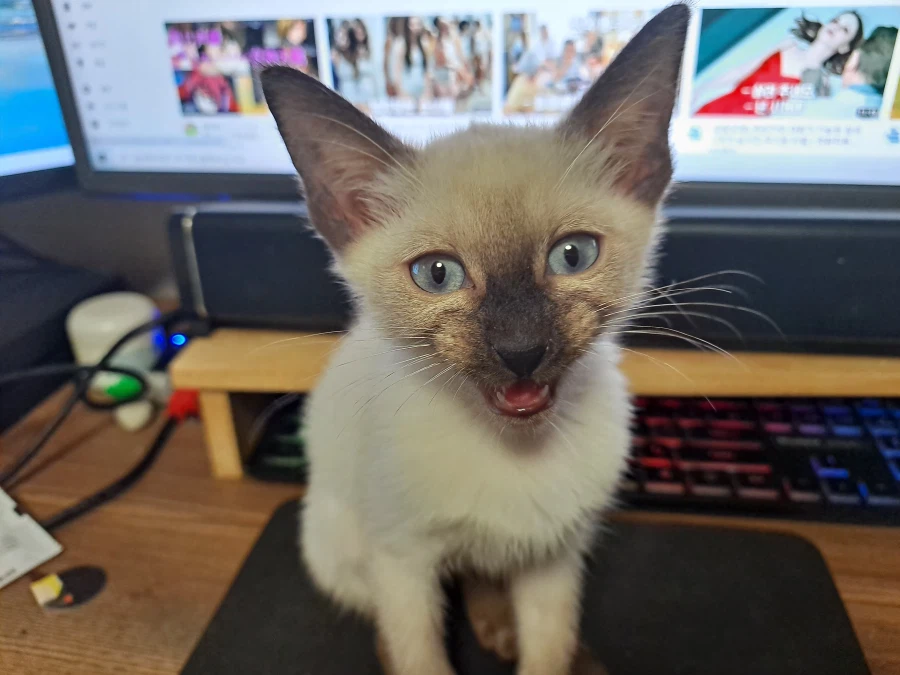 다들 아기 고양이 좋아하죠? 나는 좋아함_2.webp