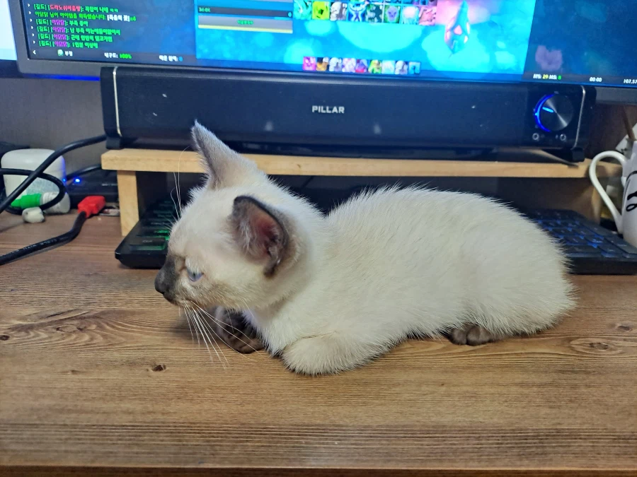 다들 아기 고양이 좋아하죠? 나는 좋아함_3.webp