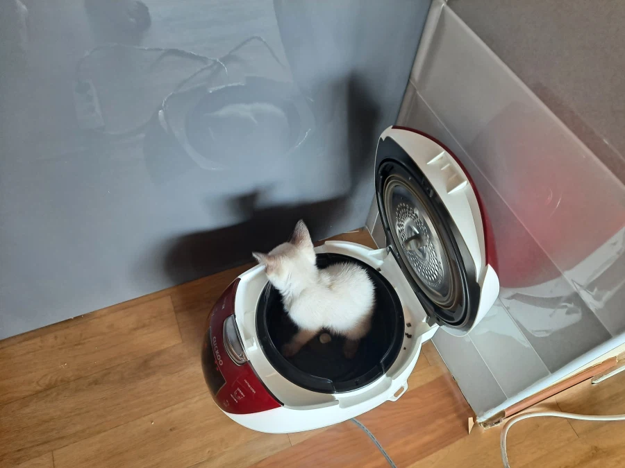 다들 아기 고양이 좋아하죠? 나는 좋아함_7.webp