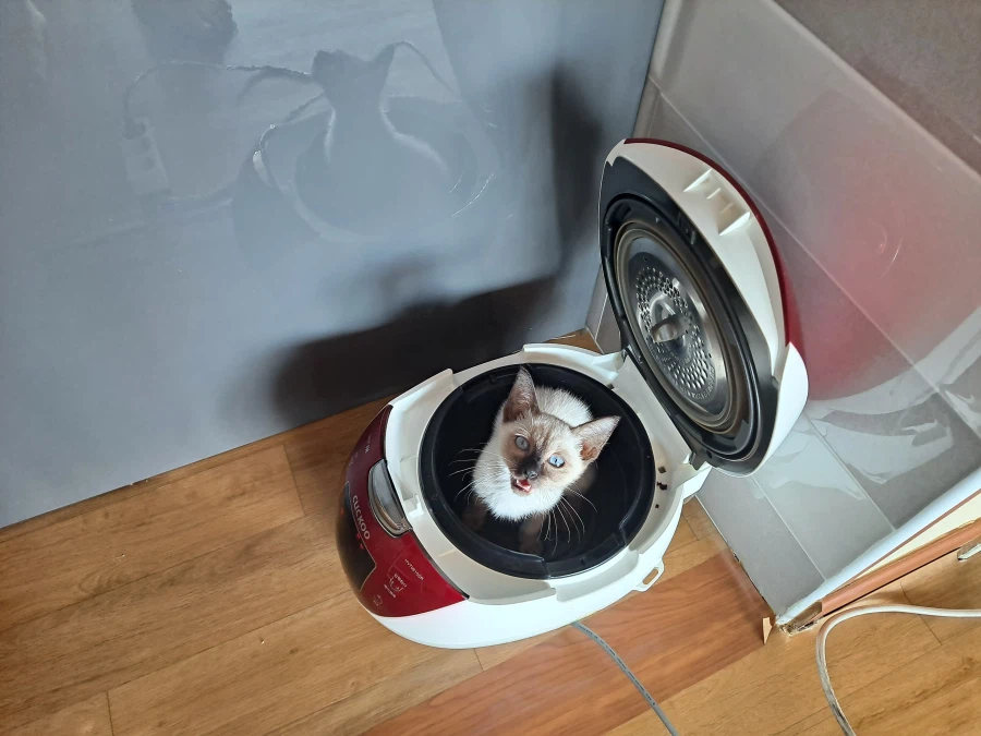 다들 아기 고양이 좋아하죠? 나는 좋아함_8.webp