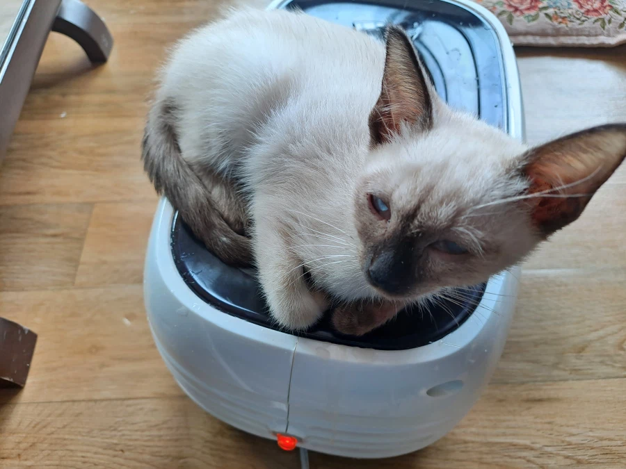 다들 아기 고양이 좋아하죠? 나는 좋아함_10.webp