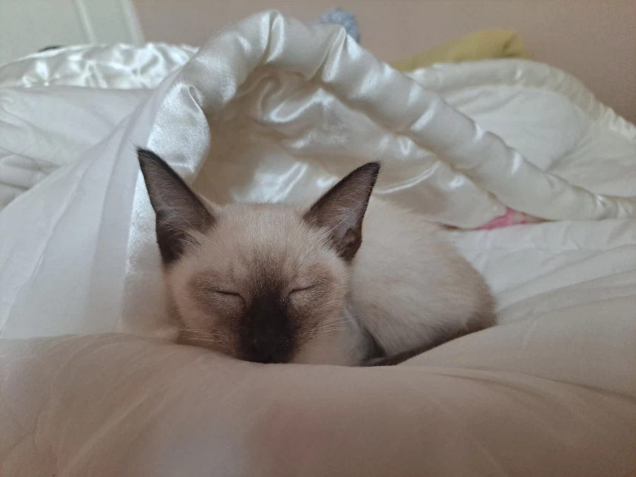 다들 아기 고양이 좋아하죠? 나는 좋아함_9.webp