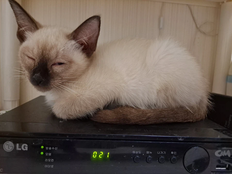 다들 아기 고양이 좋아하죠? 나는 좋아함_12.webp