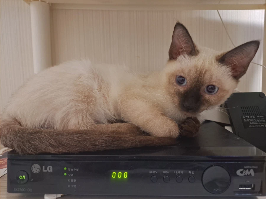 다들 아기 고양이 좋아하죠? 나는 좋아함_16.webp