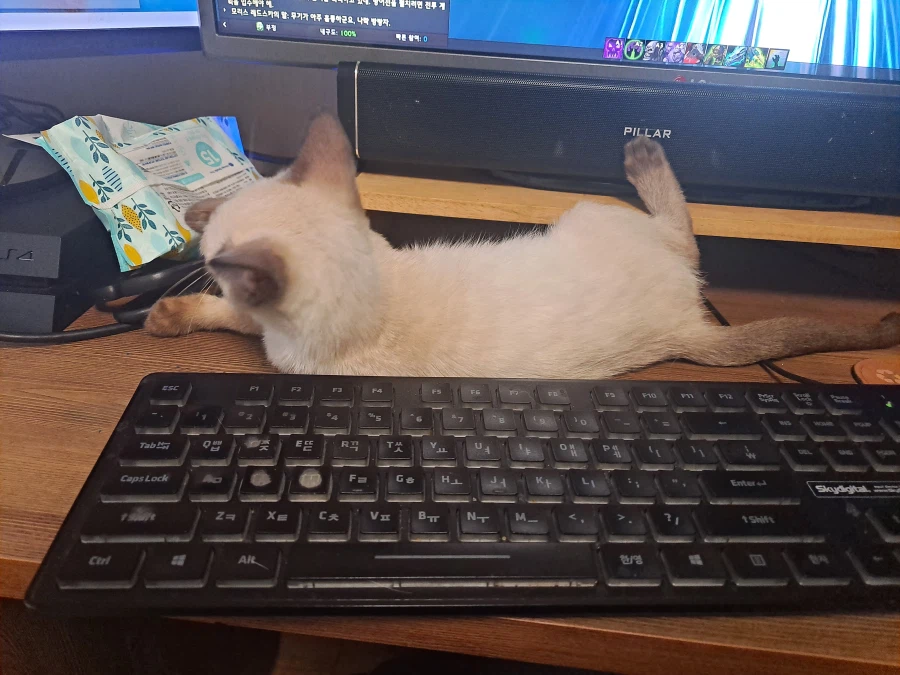 다들 아기 고양이 좋아하죠? 나는 좋아함_13.webp