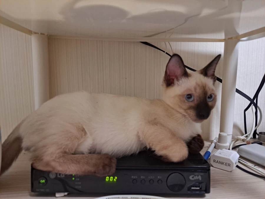 다들 아기 고양이 좋아하죠? 나는 좋아함_17.webp