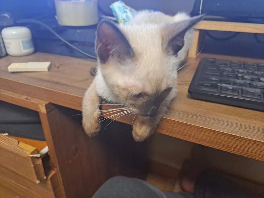 다들 아기 고양이 좋아하죠? 나는 좋아함_14.webp