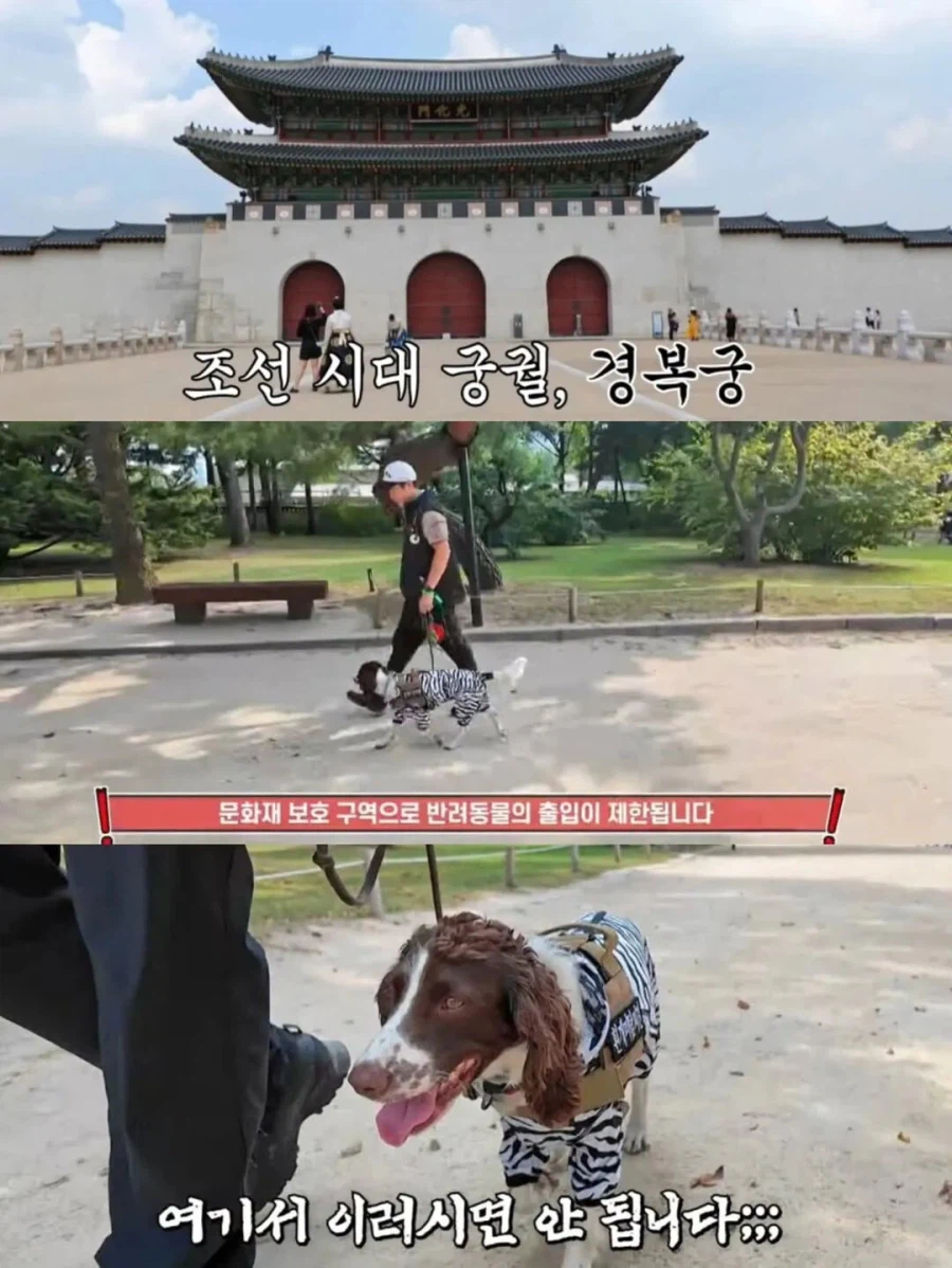 강아지 출입금지인 경복궁에 강아지 데려온 사람_2.webp